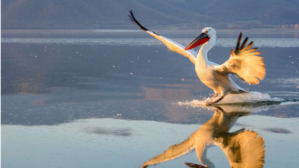 Kerkini Pelican