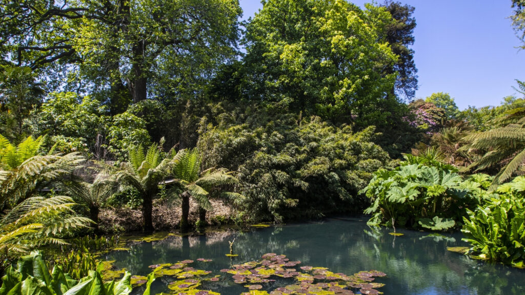 The Jungle - Lost Gardens of Heligan