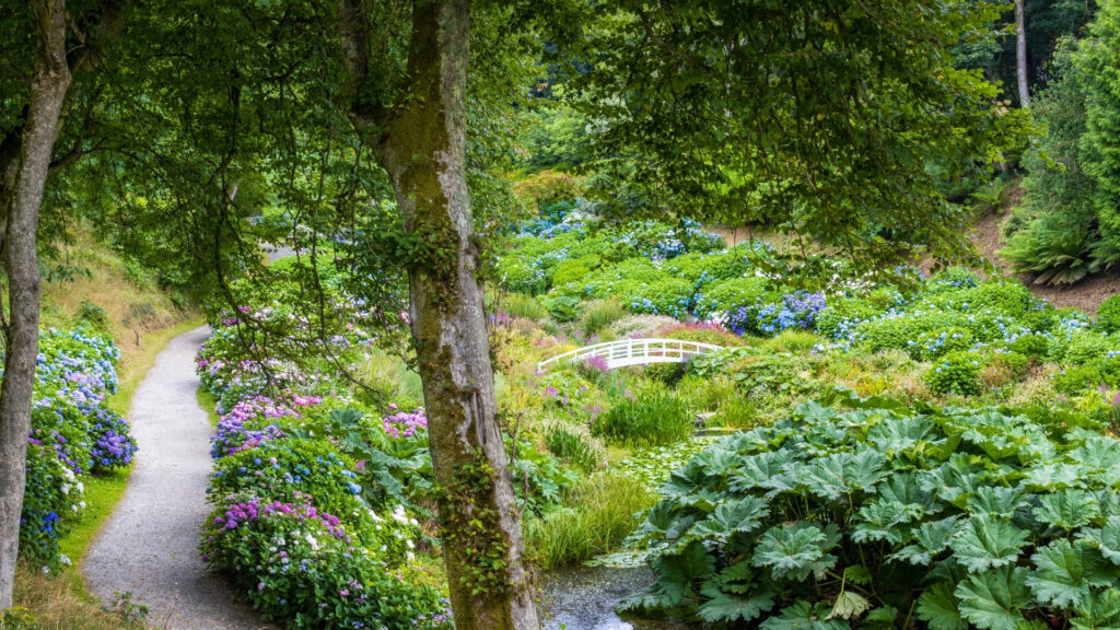 Hydrangea Valley from Healey's Hill - Trebah