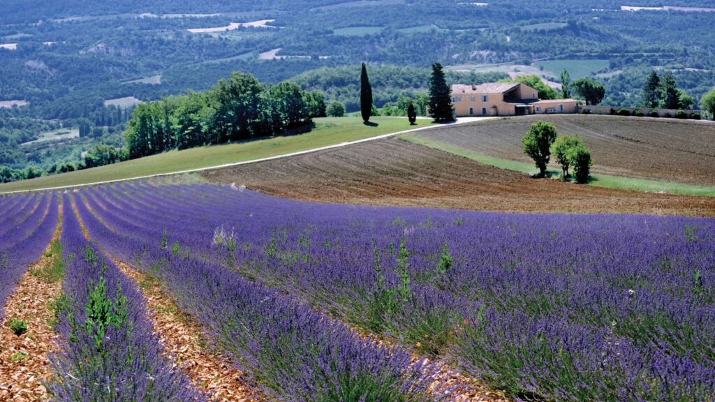 LAVENDER