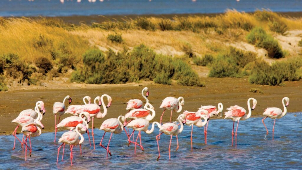 CAMARGUE