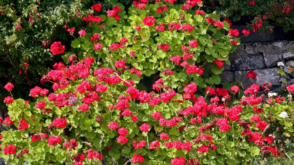 Wall of wild red geraniums Inis Oirr