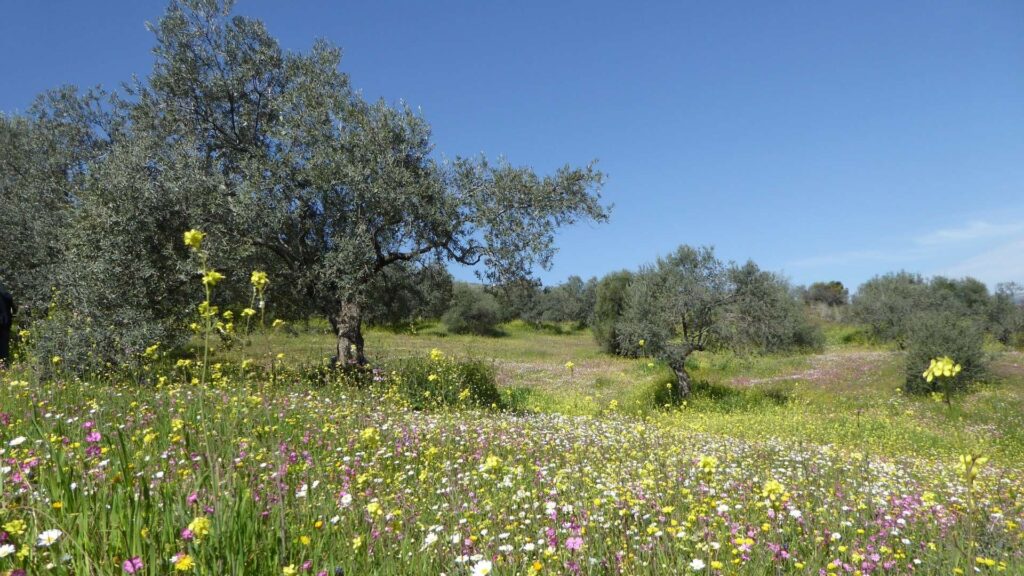 Peloponnese